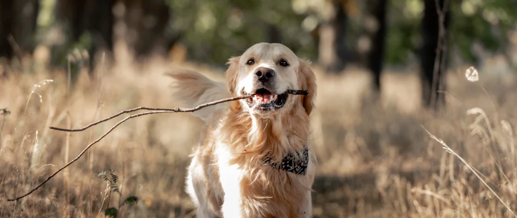 Golden Retriever dans parc